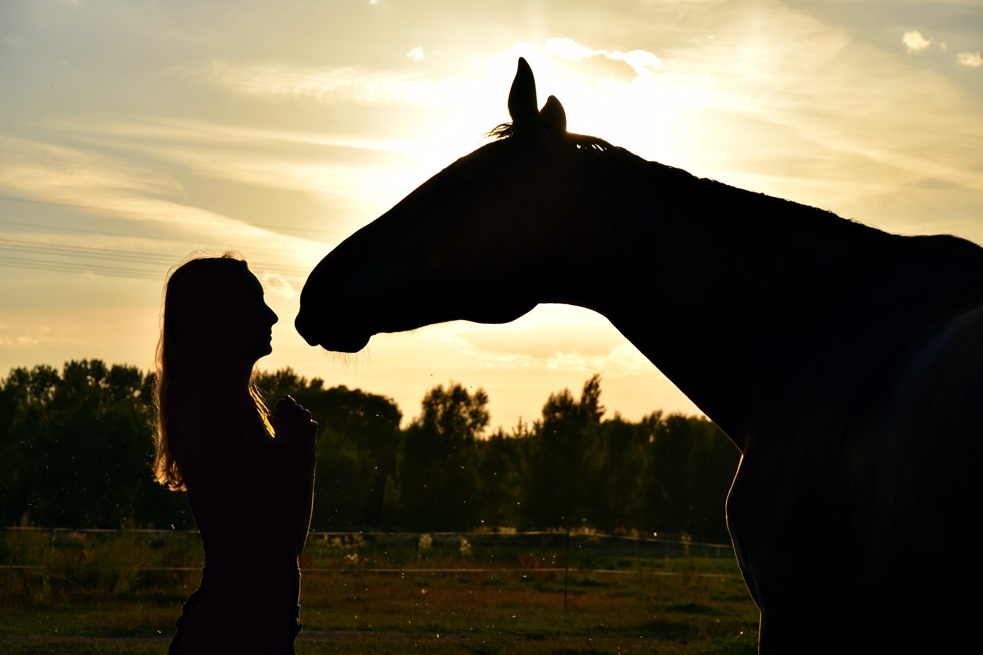 SEJOURS MEDITATION ANIMALIERE UNE FEMME CARESSEE UN CHEVAL