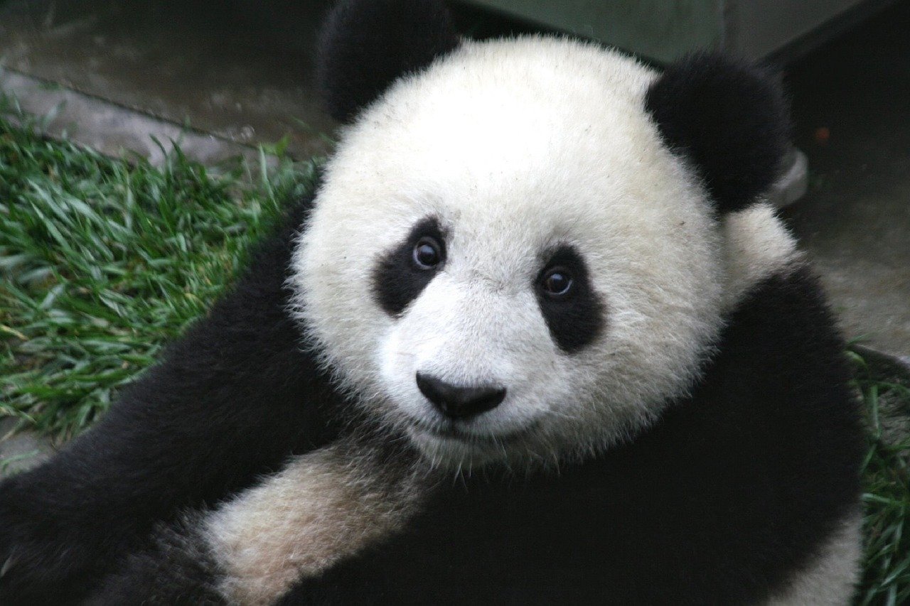 PANDA GROS PLAN VISITE ZOO