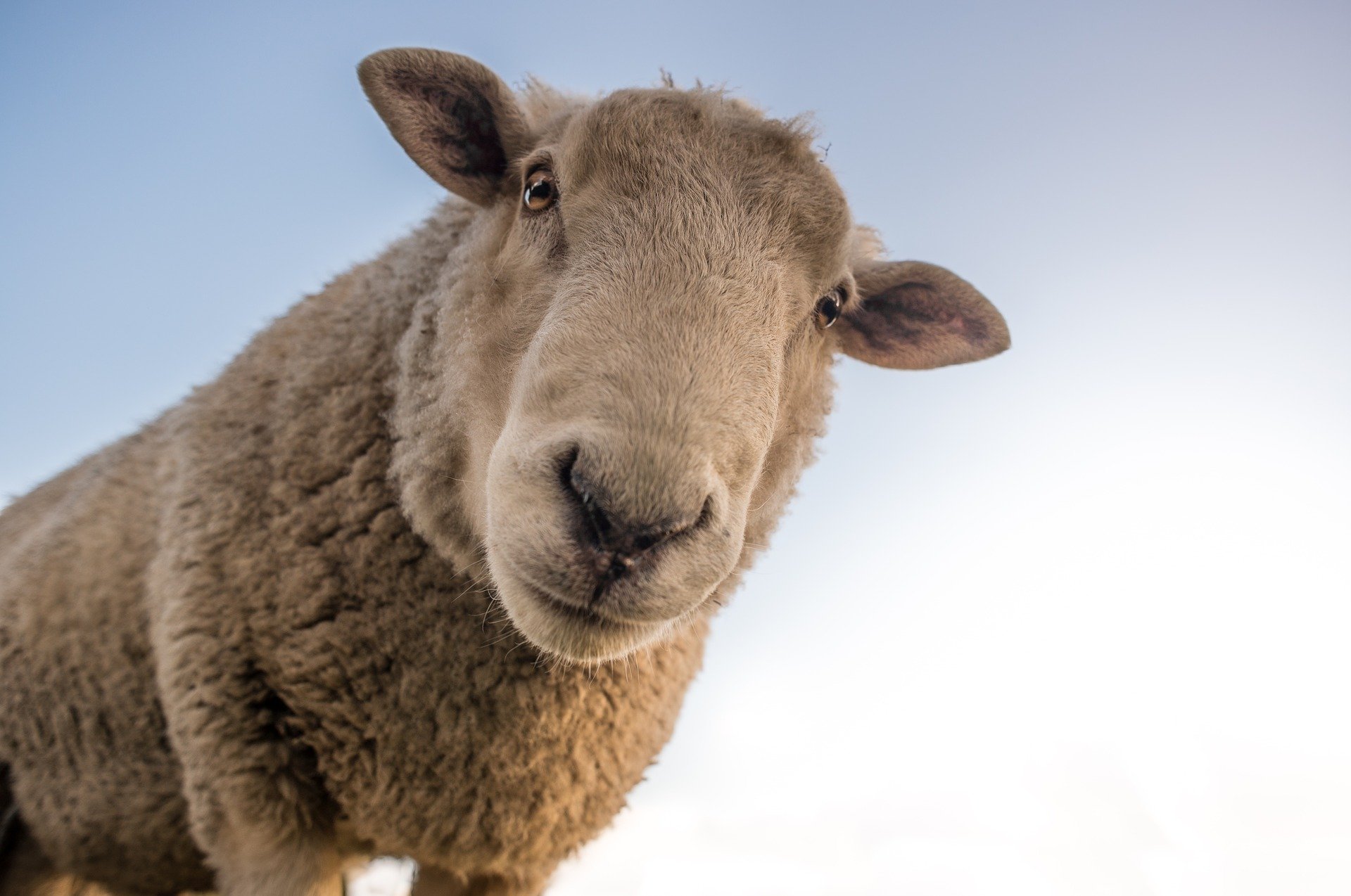 MOUTON EN GROS PLAN A LA FERME RIOTORD