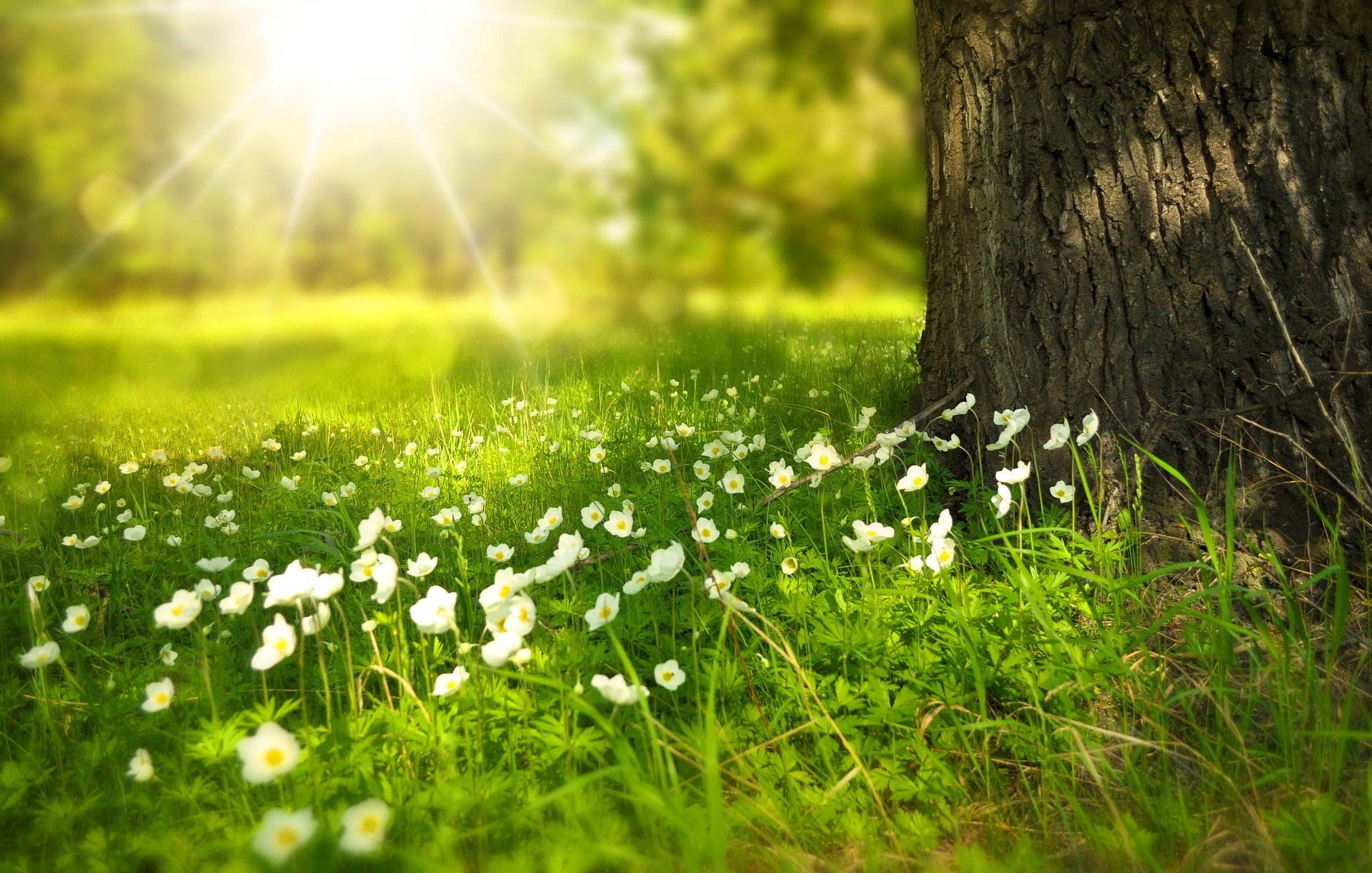 PRINTEMPS
